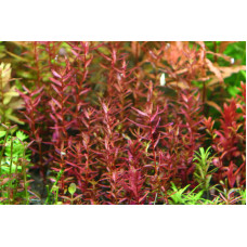 Rotala Macranda mini